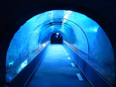 Unterwassertunnel in einem Aquarium mit blauem Wasser und Fischen.