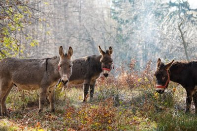 Drei Esel mit Halfter stehen auf einer Wiese vor einem Wald.