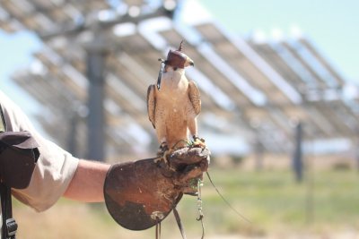 Ein Falke sitzt auf einem behandschuhten Arm, im Hintergrund sind Solarpanels zu sehen.