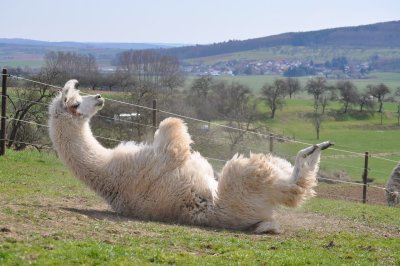 Ein Lama liegt auf dem Rücken auf einer Wiese und wälzt sich.