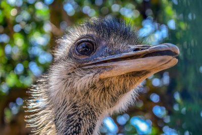 Nahaufnahme eines Vogel Strauß mit unscharfem, grünem Hintergrund.